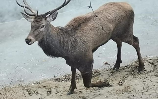  VIDEO Povestea emoţionantă a salvării lui Ghica, o mândreţe de cerb care trăgea să moară pe malul unui râu