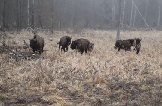  VIDEO: O turmă de zimbri aleargă prin pădure în Parcul Natural Vânători Neamț