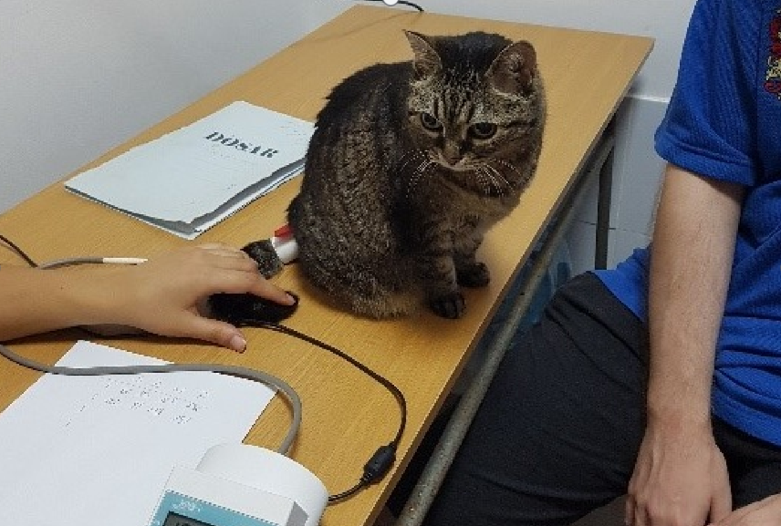  402631_282439_stiri_pisica