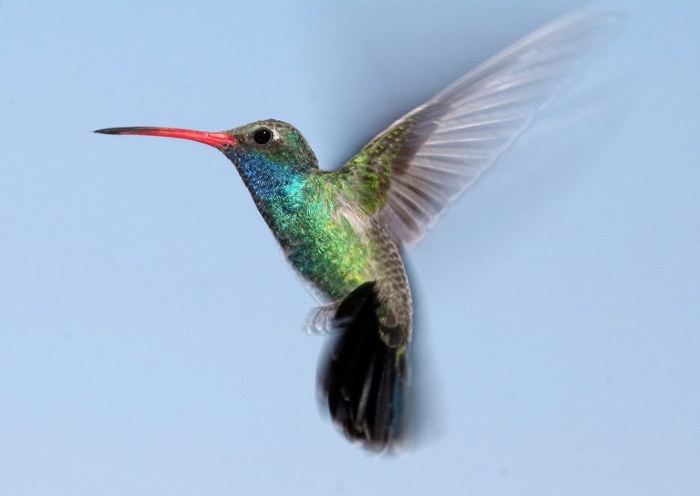 Conductă de petrol de miliarde de dolari, suspendată de un cuib de colibri în Canada