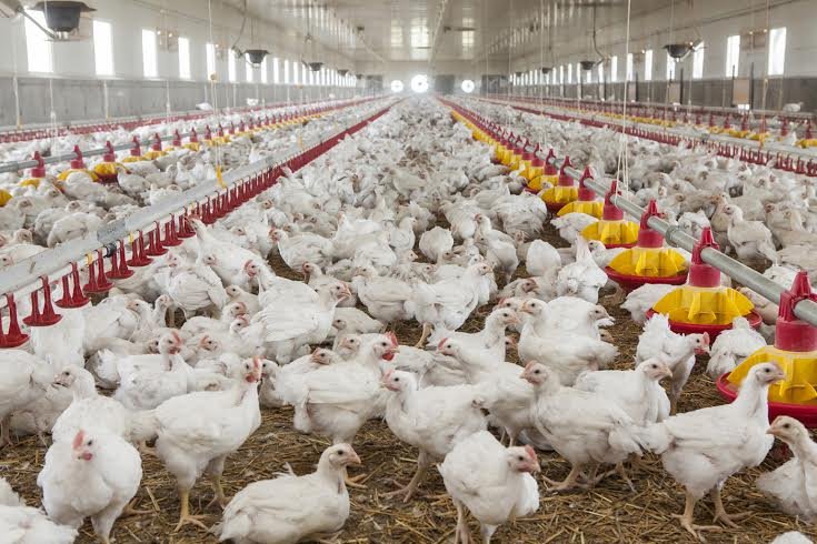 Producția de carne a României, în creștere la toate speciile de animale și la păsări față de luna precedentă