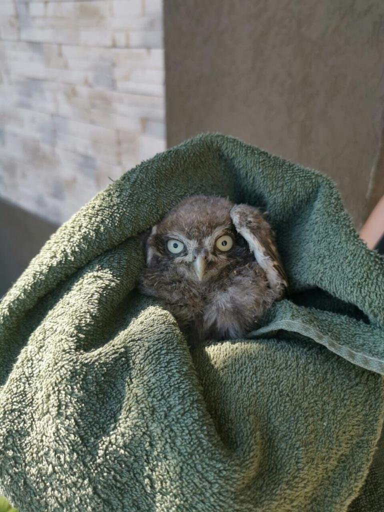  Pui de bufniţă, salvat de pompieri după ce a căzut din cuib. Este în siguranță