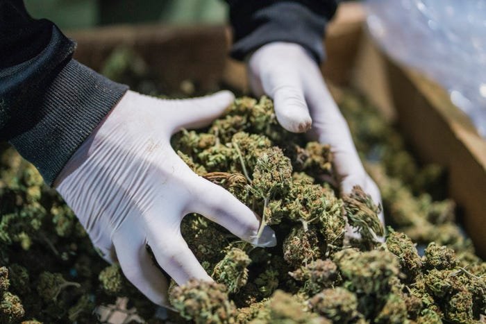 Prins în zona Tudor Vladimirescu cu 7 kilograme de cannabis în portbagaj. „Sunt pentru consum propriu”