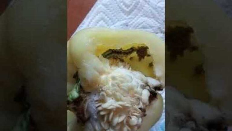 VIDEO: Ardei cu surprize într-un supermarket din Iași. Sunt la reducere și au omizi