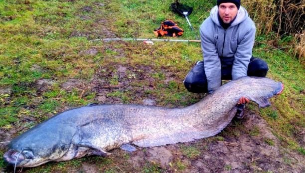  „Monstru” de 70 kg! Somn uriaş, lung de 2 metri, prins de un pescar din Satu Mare