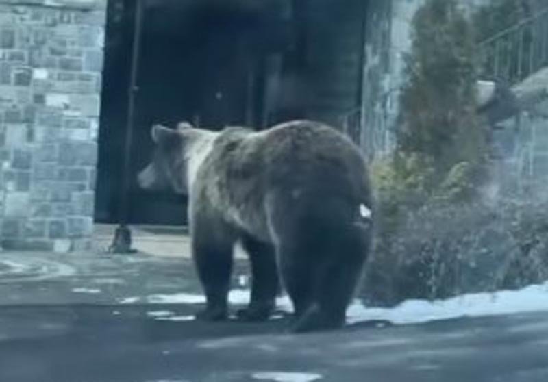  VIDEO Urşi filmaţi în timpul zilei la intrarea unui hotel de patru stele din Sinaia