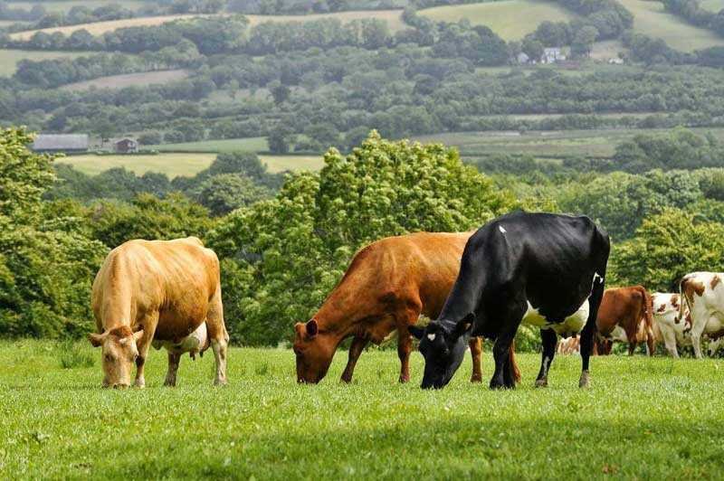  Războiul de 20 de ani între două comune ieșene vecine. Totul a pornit de la un proces verbal de predare-primire