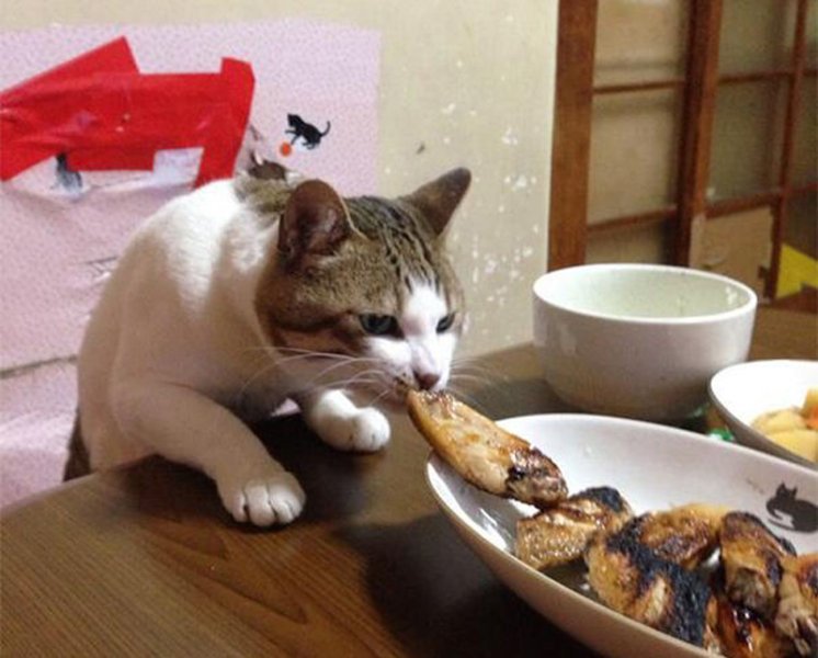 Mâncarea de sărbători, un pericol pentru animalele de companie. Avertismentul medicilor veterinari în privința oaselor