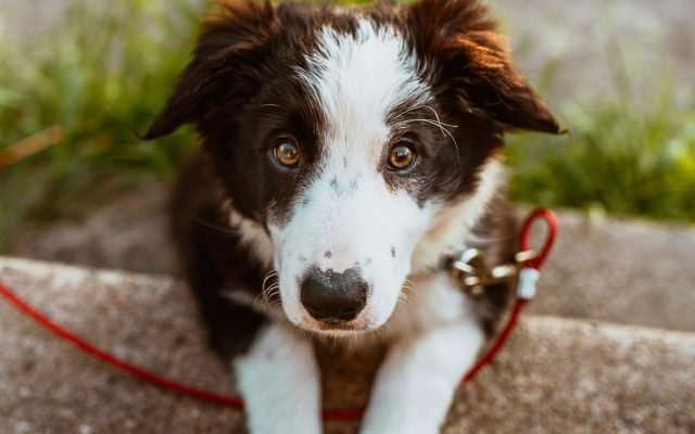 Diversitatea formelor şi dimensiunilor câinilor a început acum cel puţin 11.000 de ani, arată un nou studiu