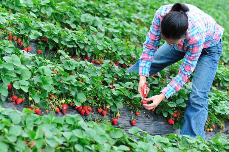 Omenirea îşi va epuiza luna aceasta resursele naturale pentru întreg anul 2025. România trăieşte „pe datorie” ecologică încă din mai