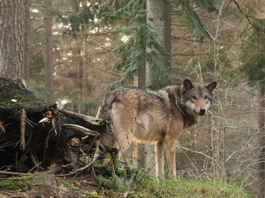  UE: Statele membre au convenit diminuarea statutului de protecţie a lupilor