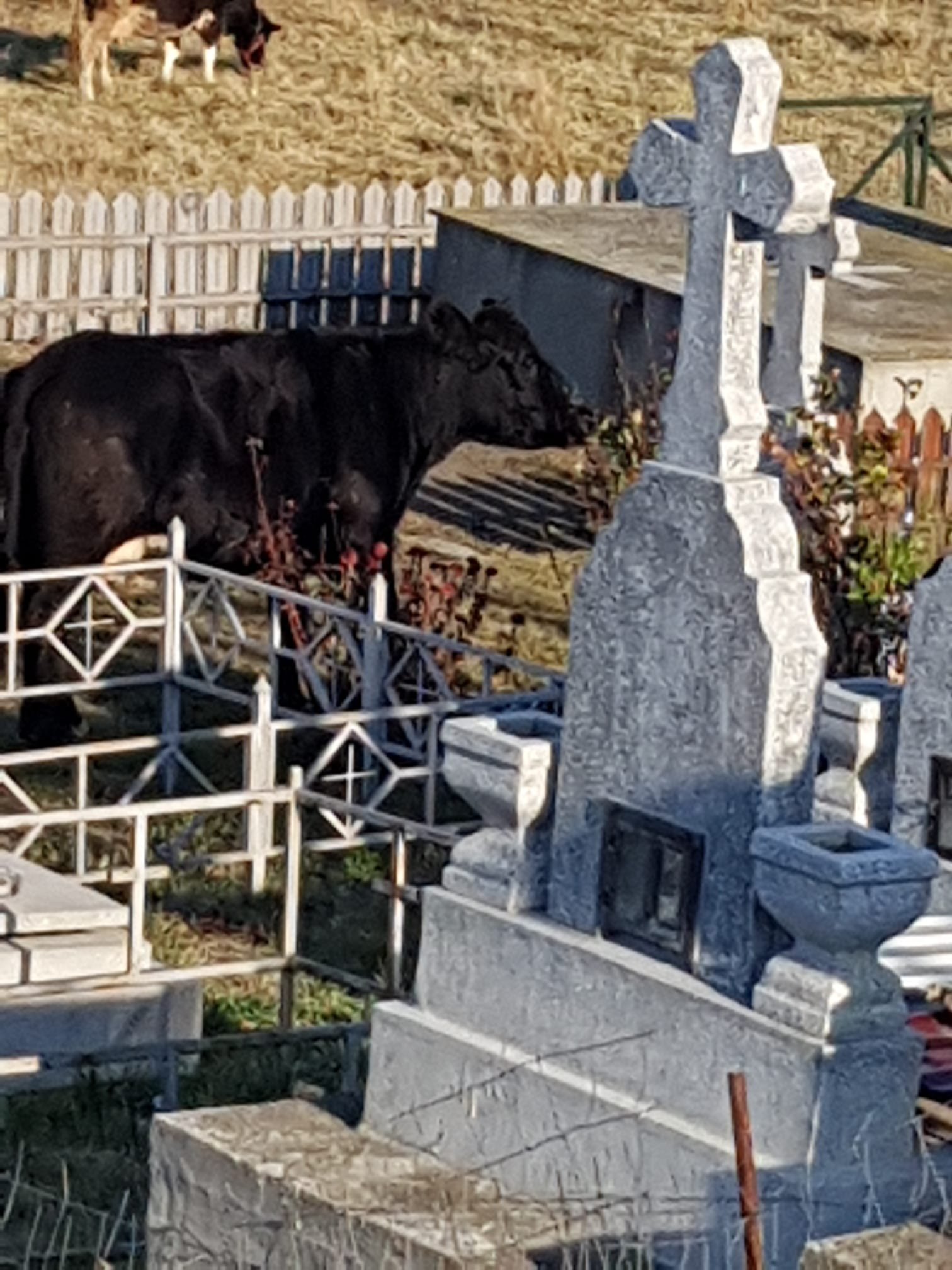  464723_338441_stiri_infiltratii-cimitir-vladiceni-6