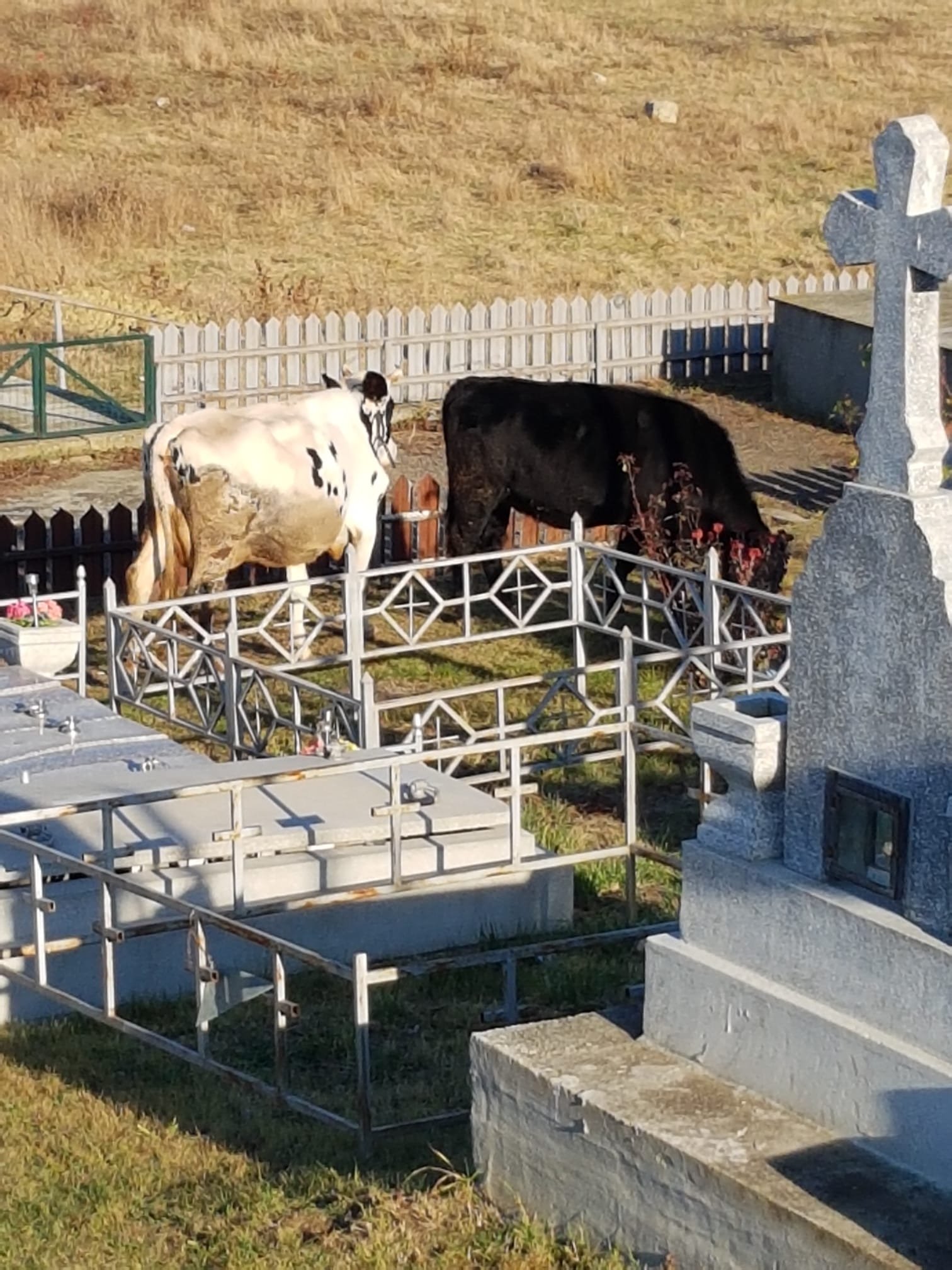  464724_338441_stiri_infiltratii-cimitir-vladiceni-5