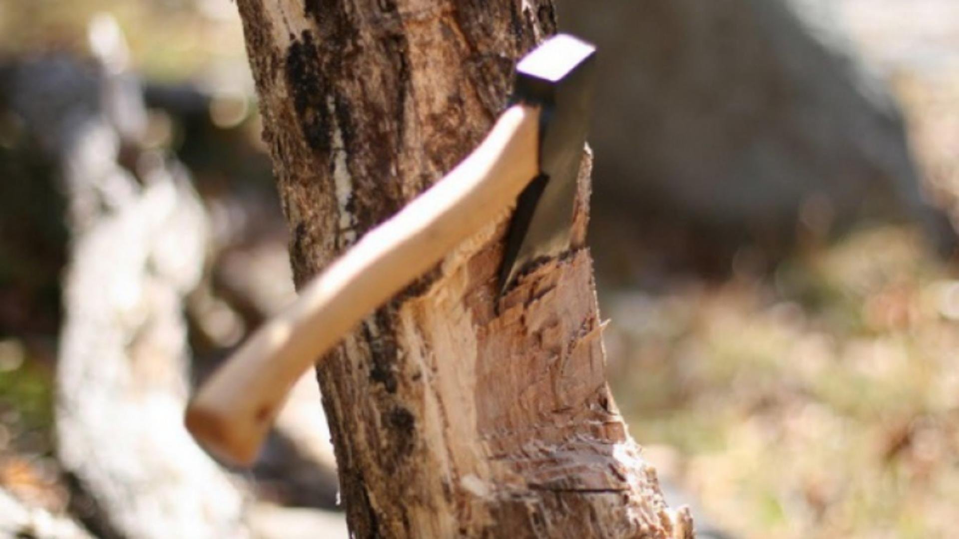 Copacul vecinului îți invadează curtea ta? Iată ce pățești dacă îndrăznești să-i tai ramurile