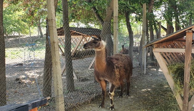  465996_339578_stiri_lama