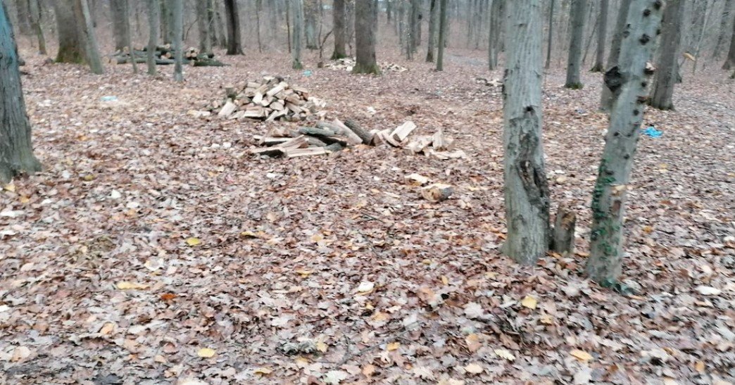 Cum să furi o pădure cu totul? S-a întâmplat la Iaşi: a doborât şi vândut, timp de 7 ani, 40.000 de copaci maturi
