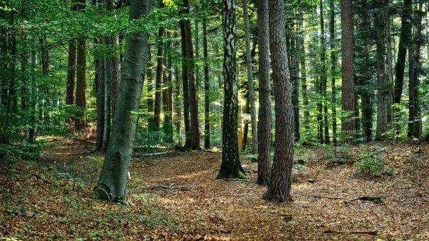 Un bărbat care a căzut în pădure a fost salvat de polițiști cu ajutorul unor asociații de voluntari și cluburi de off-road