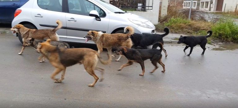 Cluj: O femeie a fost atacată de 11 câini de talie mare, pe o stradă din Huedin