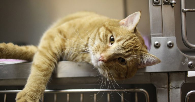 Un bărbat din Bihor s-a răzbunat pe șeful său într-un mod original: i-a lovit pisica în birou, cu piciorul și cu diverse obiecte