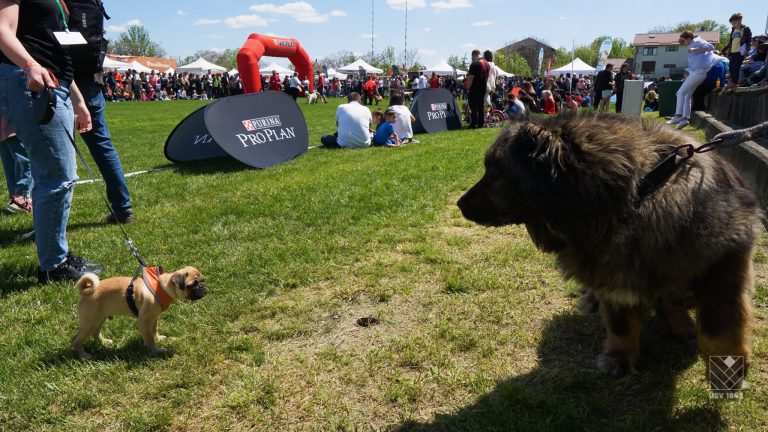 Imagini inedite de la „Animal FEST by USV Iaşi”