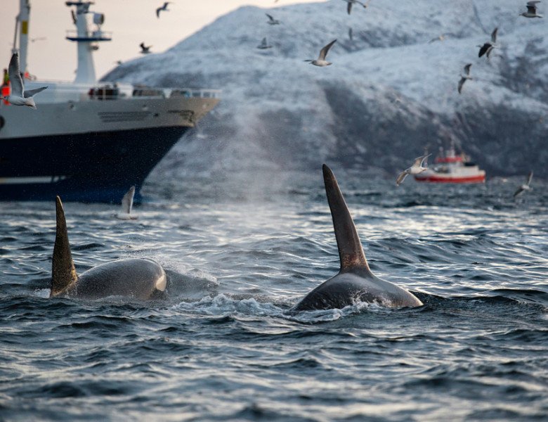 Balene ucigaşe avariază o ambarcaţiune, în cel mai recent atac produs în largul coastelor Spaniei