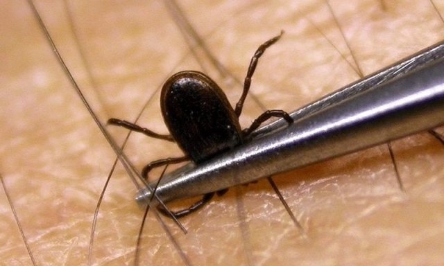  A reapărut pericolul ascuns în iarbă. Cum ne protejăm de bolile degenerative date de căpuşe? Explicaţiile şefului de la „Infecţioase”