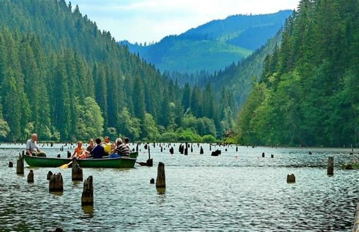 Oficial român: Europa este singurul continent în care suprafața împădurită a crescut în ultimii 35 de ani
