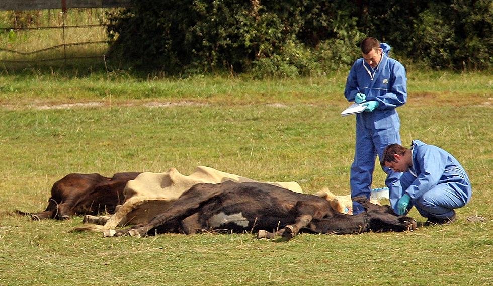 Posibil focar de antrax la doi paşi de Iaşi: cadavre de bovine arse şi trei bărbaţi internaţi la Infecţioase