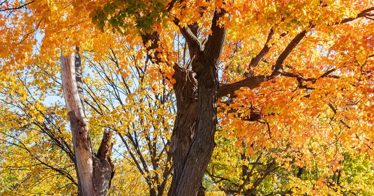 Cum va fi vremea în următoarele săptămâni? ANM: Temperaturi coborâte şi ploi în toată ţara