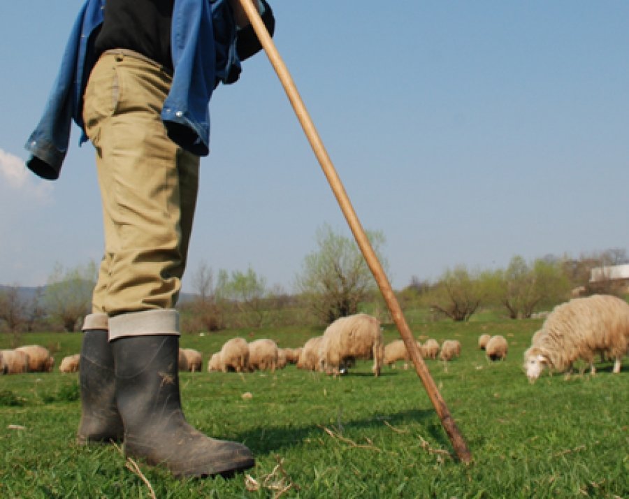 Ciobanii, tot mai greu de găsit chiar dacă pot câștiga până la 5.000 de lei/lună. Fermierii renunță la turme din lipsa forței de muncă