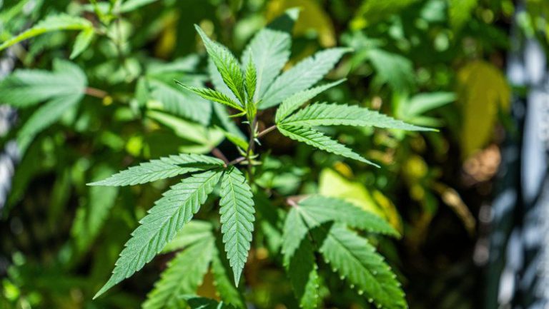 Trei tineri din Rediu au făcut schimb de răsaduri și au înființat culturi de cannabis în comună