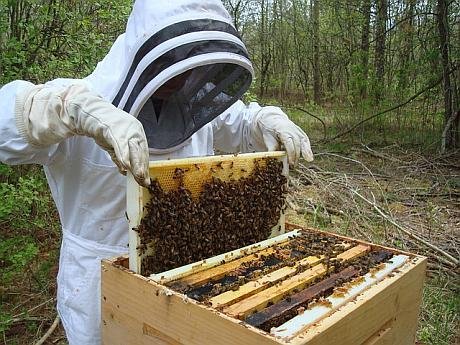 Miere rară, bogată în seleniu și renumită pentru proprietățile vindecătoare: cât costă un borcan de la un producător local