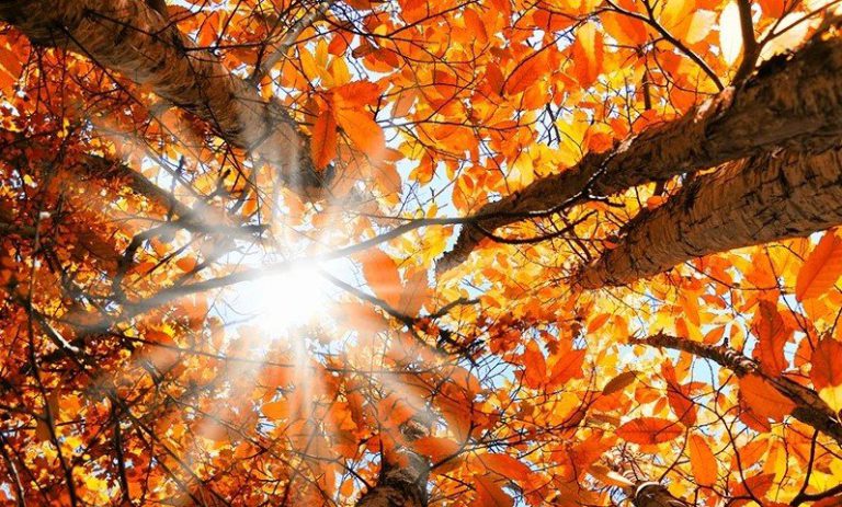 Meteorologi - Temperaturi mai ridicate decât cele obişnuite, în toată luna septembrie, în întreaga ţară