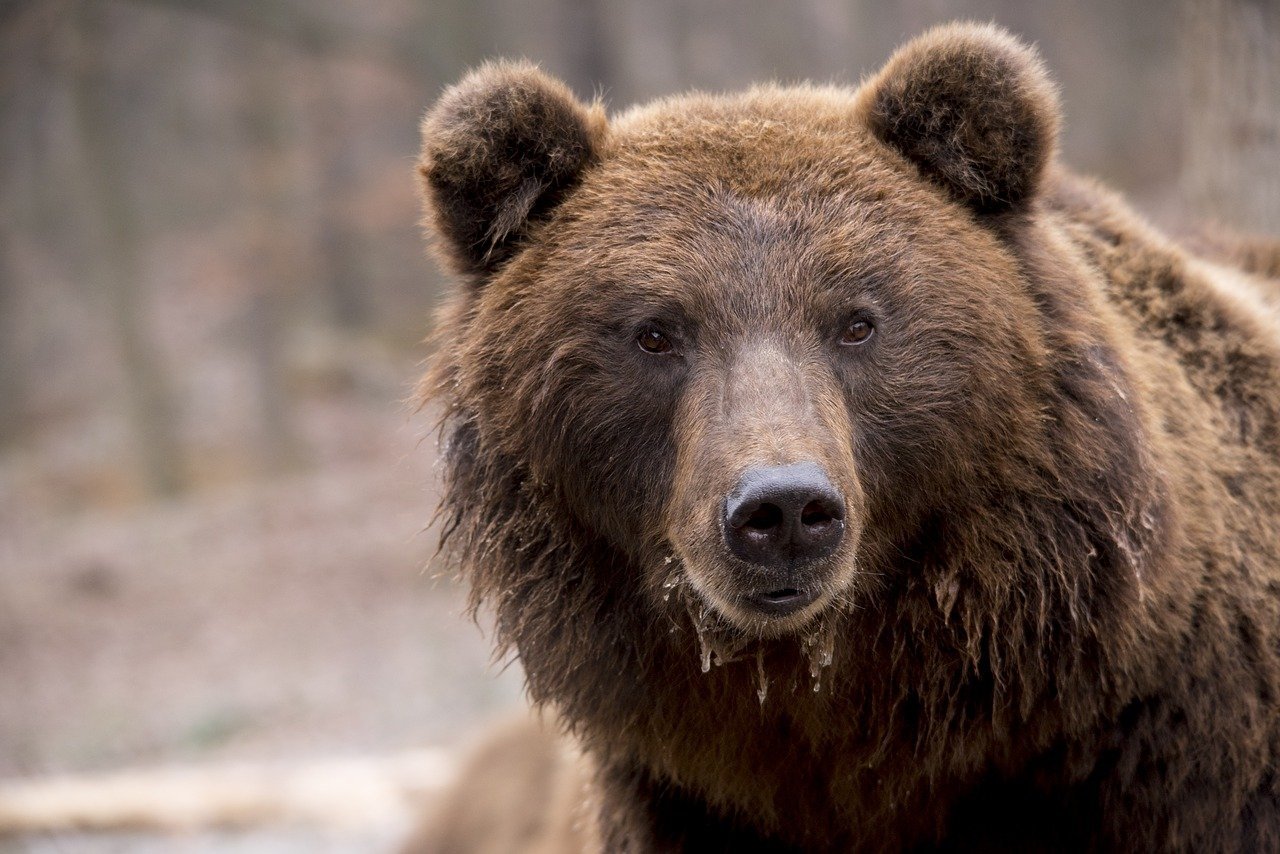  Un bărbat a împuşcat la o vânătoare de mistreţi un urs. Apel la 112