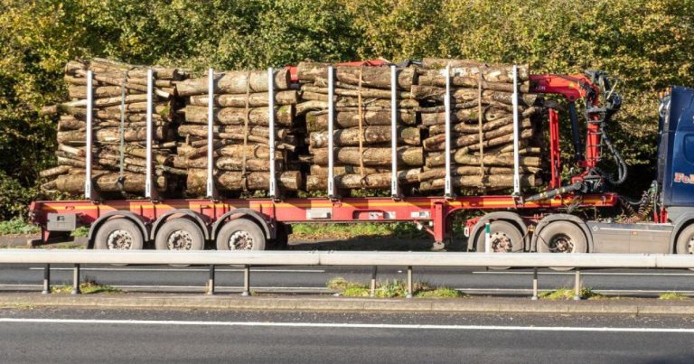 Patruzeci şi trei de persoane şi o firmă, anchetate pentru evaziune fiscală în comerţul cu material lemnos