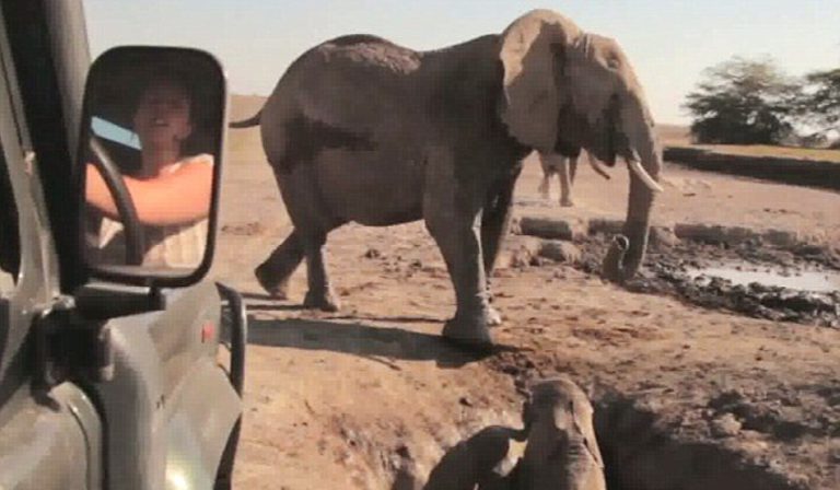 VIDEO Şi-a pierdut puiul într-o groapă. A urmat o reîntâlnire emoţionantă