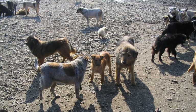 Un bărbat a fost muşcat de 7 ori de o haită de câini, în timp ce se afla cu fiica de 6 ani la cules de flori pe un deal din Floreşti 