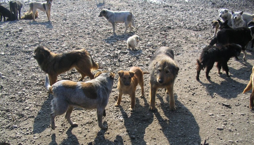 Un bărbat a fost muşcat de 7 ori de o haită de câini, în timp ce se afla cu fiica de 6 ani la cules de flori pe un deal din Floreşti