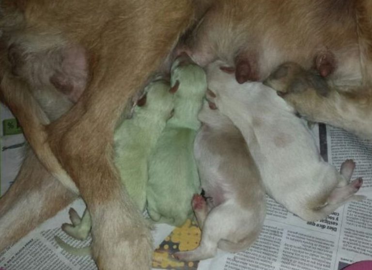 S-au născut doi căţeluşi verzi! (FOTO)