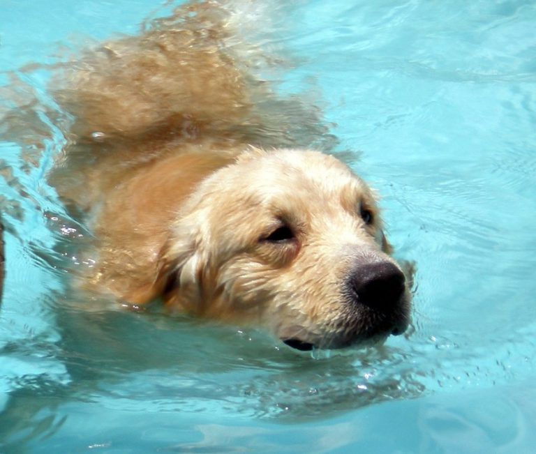 Cum ne ajutăm câinii să treacă peste perioadele caniculare