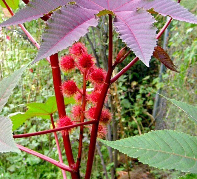  Sătulă de certurile cu soţul, o tânără a vrut să-şi ia zilele cu seminţe de ricin