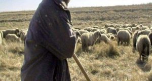 Un deținut se războiește în instanță cu un cioban fiindcă acesta nu l-ar fi plătit pe fiul său minor