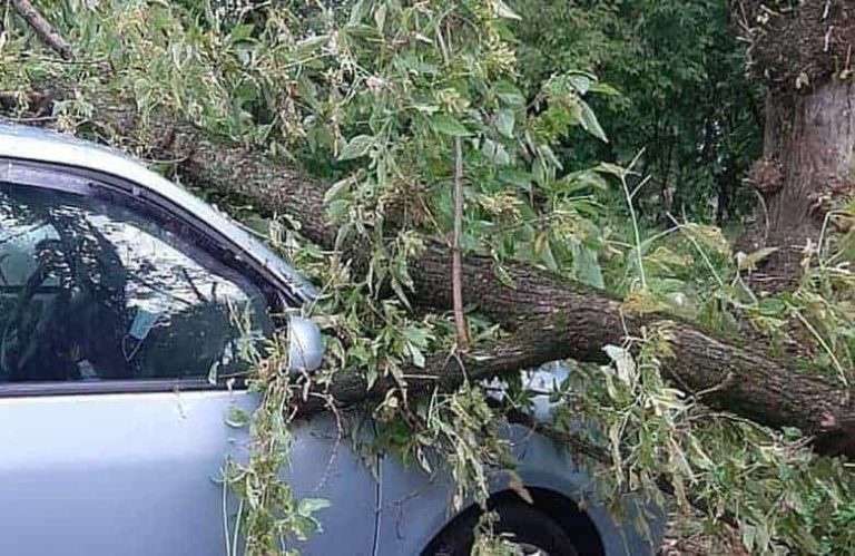 Vijeliile fac ravagii în toată țara. Un bătrân a fost lovit mortal de un arbore doborât de vânt, în judeţul Vrancea