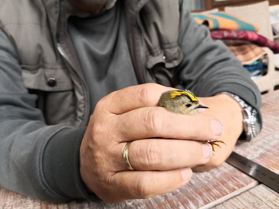  Cearta a doi ornitologi care a lăsat Universitatea fără Premiul Nobel pentru Biologie. Relatarea-pamflet a unui universitar ieşean