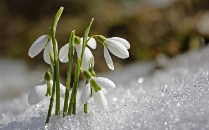  Temperaturi de primăvară în weekend. 17 grade Celsius la Iași