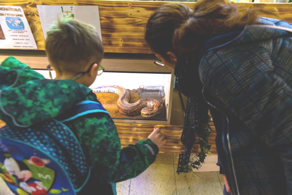  Ultima zi a expoziţiei de tarantule şi reptile de la Palas. Cât costă intrarea