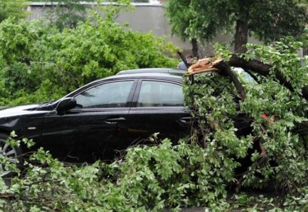 Creanga unui stejar a distrus o maşină. Proprietarul primeşte despăgubiri mai mari ca valoarea acesteia