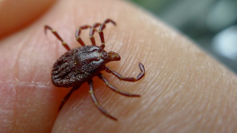 Semnele că ai fost mușcat de o căpușă fără să știi. Boala Lyme poate da simptome și la ani după mușcătură. Sfaturi ale infecționiștilor ieșeni