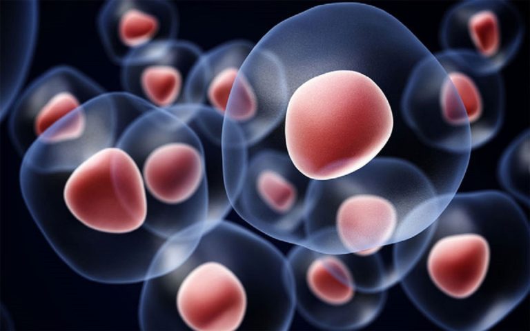 Celule stem pentru a genera cartilaj craniofacial uman