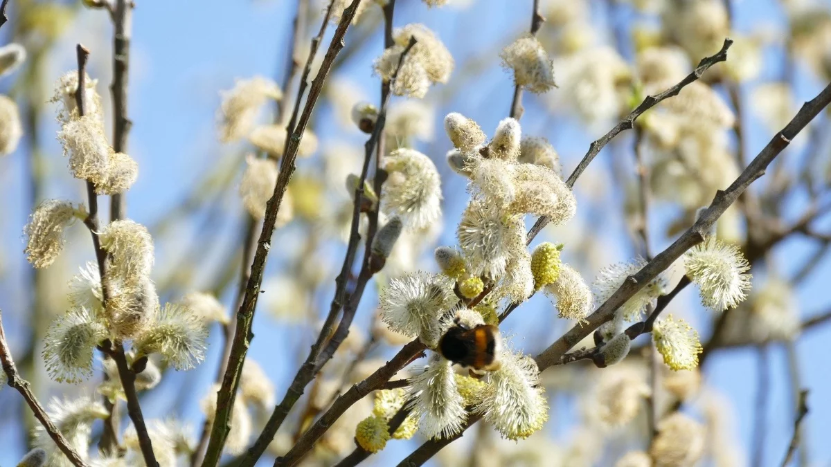 Astăzi este ziua a 1.774.826 romani. Ce nume de floare are fiecare?